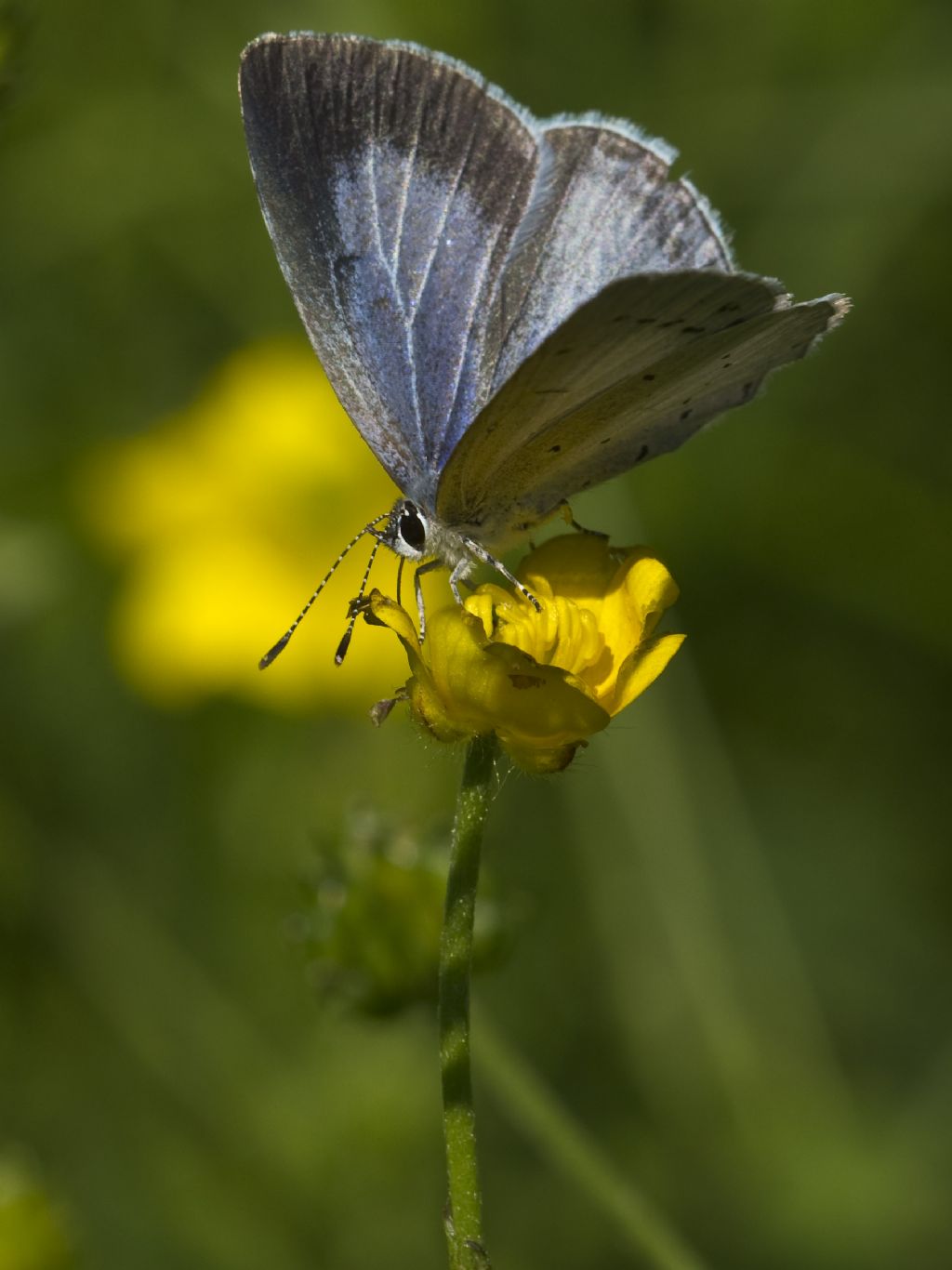 Celastrina argiolus femmina? S